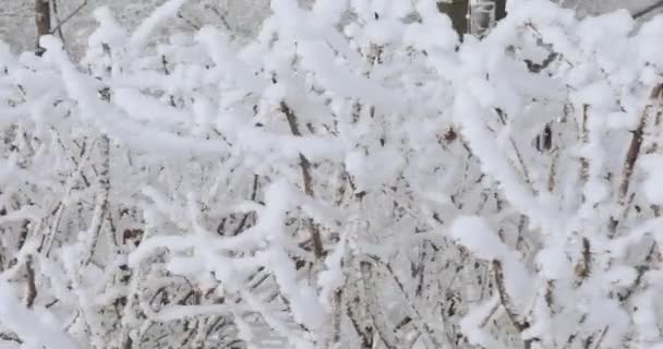 Rami di alberi in hoarfrost — Video Stock