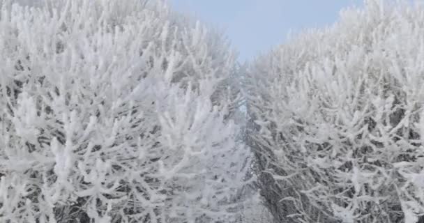 Tree branches in hoarfrost — Stock Video
