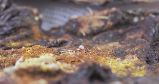 Gazlı bez üzerinde kurutulmuş plasenta — Stok video