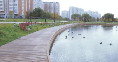 Parktaki göldeki ördekler