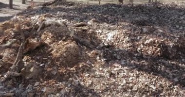 Dağ geçen yıl yaprakları