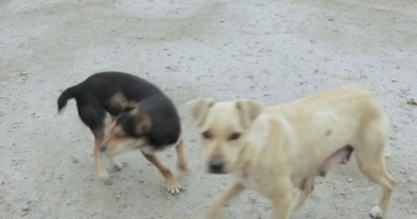 Cães vadios na cidade — Vídeo de Stock