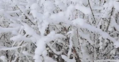 Ağaç dalları kıpkırmızı