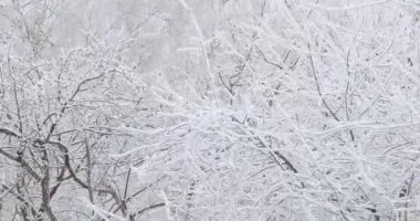 Ağaç dalları kıpkırmızı