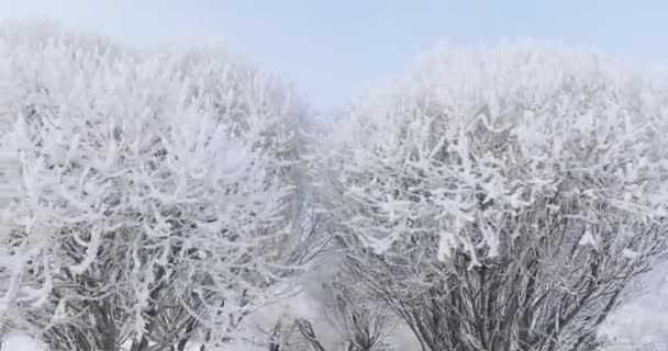 Ветви деревьев в мороз — стоковое видео