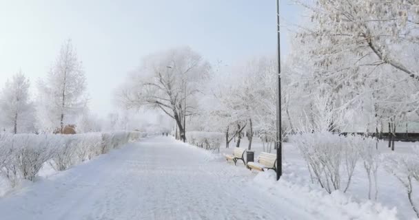 冰雪覆盖的城市公园 — 图库视频影像