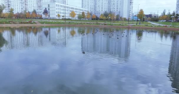 Утки в пруду в парке — стоковое видео