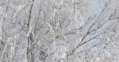 Ağaç dalları kıpkırmızı