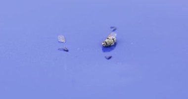 Kitin parçaları ile ölü sinek