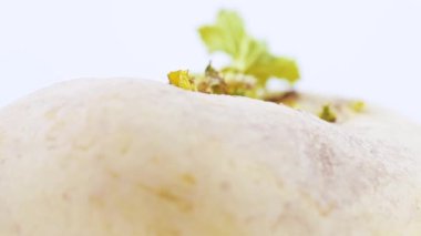 Şalgam ile yaprak yeşil