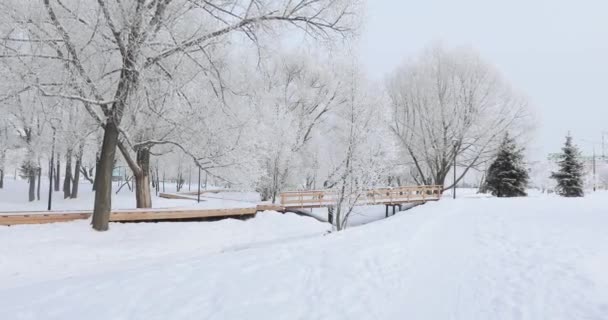 Χιονισμένο πάρκο — Αρχείο Βίντεο