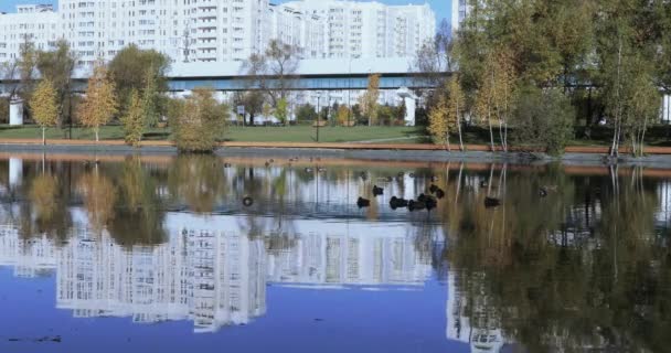 公園内の池にアヒル — ストック動画