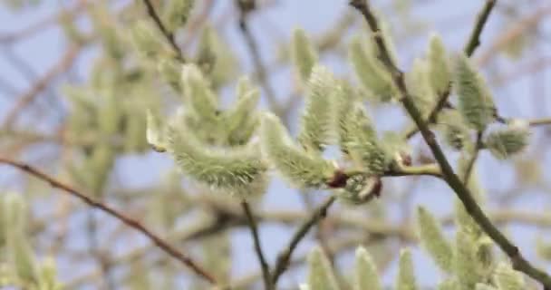 Buds salgueiro fofo — Vídeo de Stock