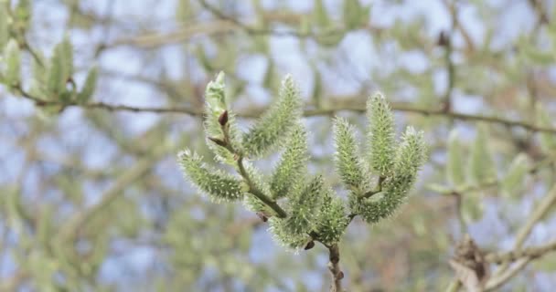 Knospen Weiden flauschig — Stockvideo