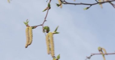 Baharda huş tomurcukları