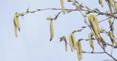 Baharda huş tomurcukları