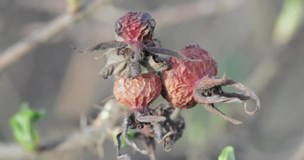 乾燥したバラのヒップと緑の芽 — ストック動画