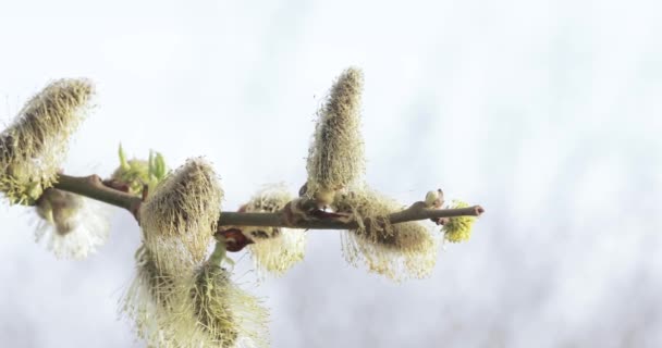 Pussy willow full of pollen — Stock Video