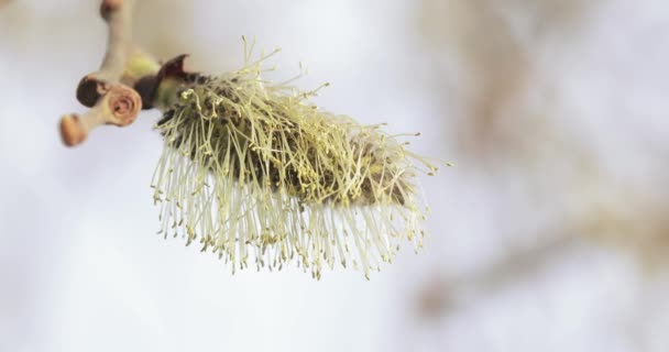 Pussy willow full of pollen — Stockvideo