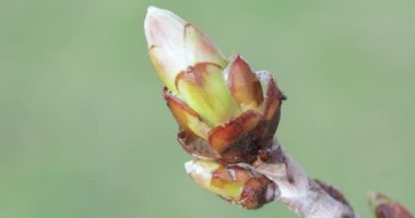 Avrupa forsythia çiçekleri