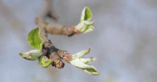 Buds cherry spring — Stok Video