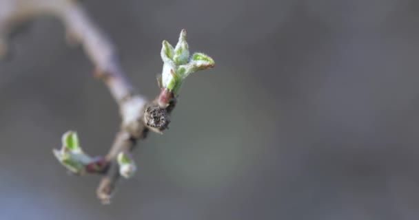 Knospen Kirschfrühling — Stockvideo