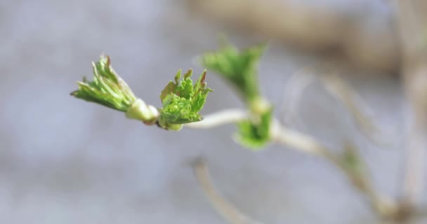 Buds of apple trees in spring — Stok Video