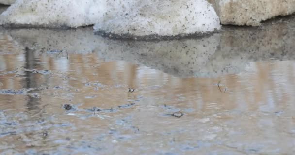 Fonte de la neige et de la glace — Video