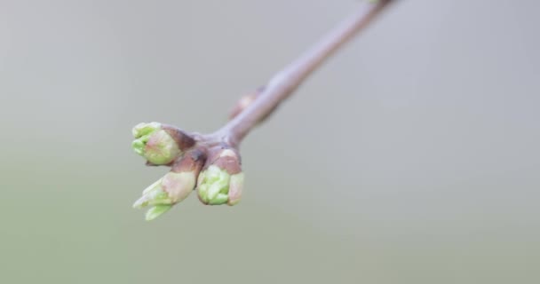 Почки яблонь весной — стоковое видео