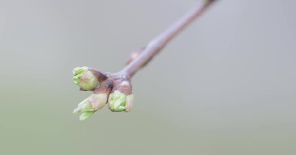 Knospen von Apfelbäumen im Frühling — Stockvideo