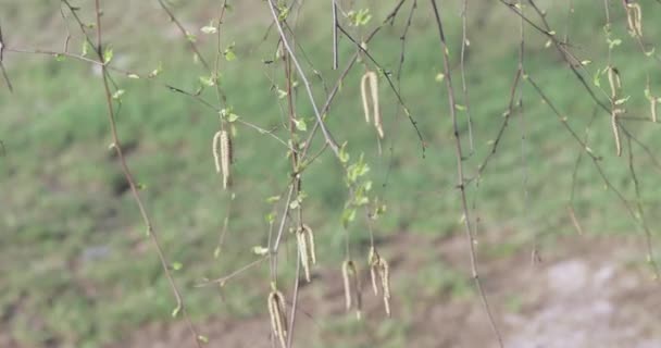 Buds de vidoeiro em primavera — Vídeo de Stock