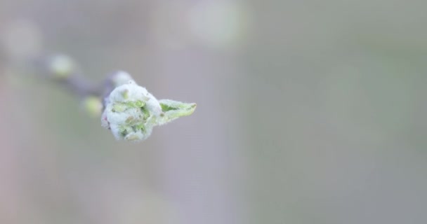 Bourgeons de pommiers au printemps — Video