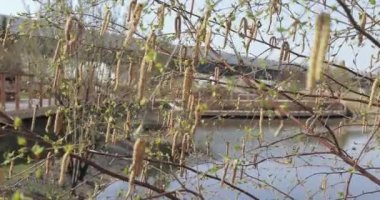 Baharda huş tomurcukları