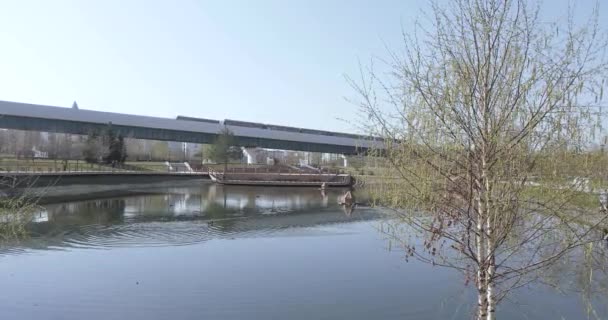 Knospen der Birke im Frühling — Stockvideo