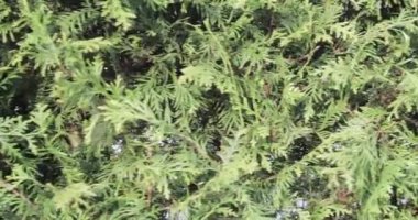 Thuja batı dökmeyen