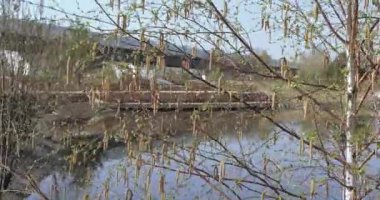 Baharda huş tomurcukları