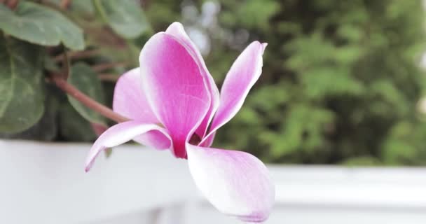 Bloem Magnolia soulangeana — Stockvideo