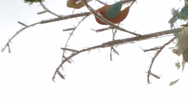 Jaulas decorativas para pájaros — Vídeo de stock