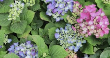 Çiçekli çiçek tarhı