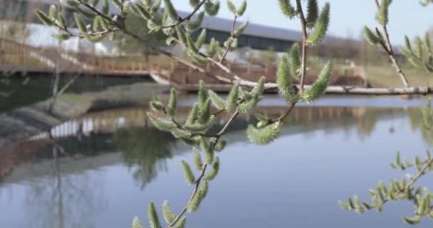 Pussy willow full of pollen — Stockvideo