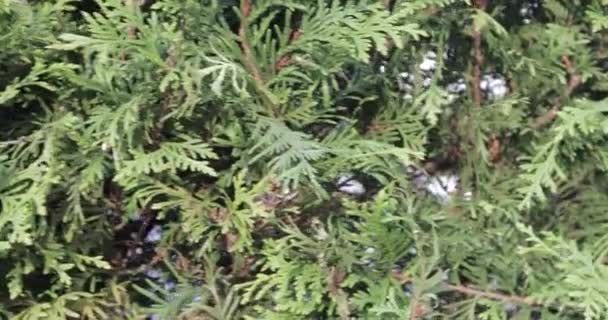 Thuja Western Evergreen — Stockvideo