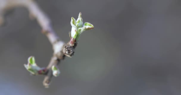 Buds primavera de cereza — Vídeos de Stock