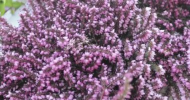 Boyalı heather arka plan