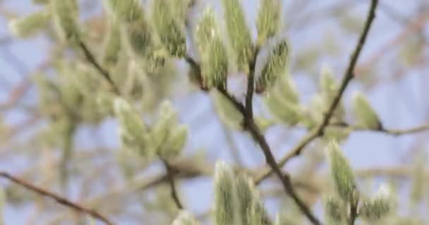 Knospen Weiden flauschig — Stockvideo