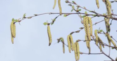 Baharda huş tomurcukları
