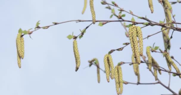 Knospen der Birke im Frühling — Stockvideo