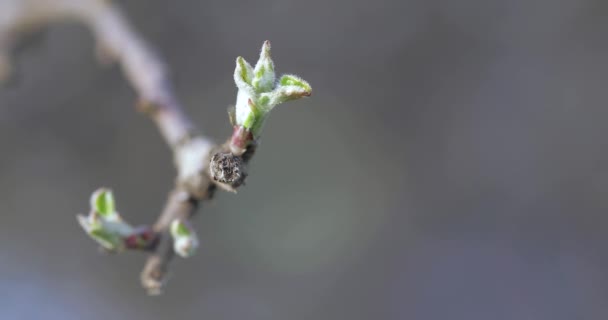 Buds cereja primavera — Vídeo de Stock