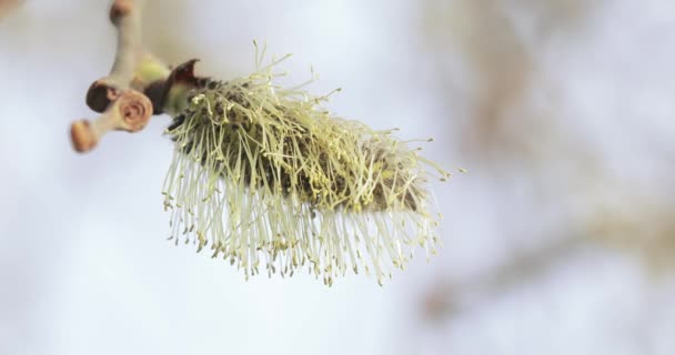 Pussy willow full of pollen — Stockvideo