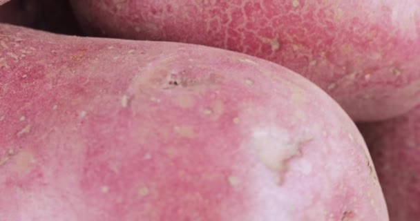 Aardappelen rode bulk op tafel — Stockvideo