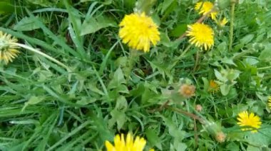 çim Karahindiba çiçeği